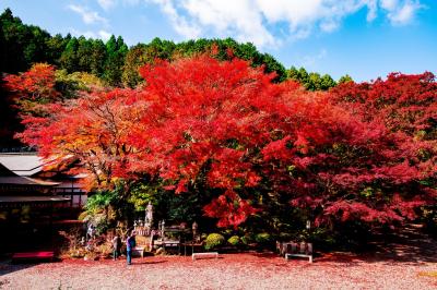 両子寺の紅葉　2020