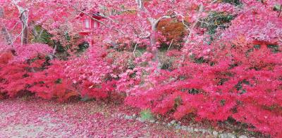 こんなに真っ赤な紅葉は、初めてかも。　2020年11月　京都 