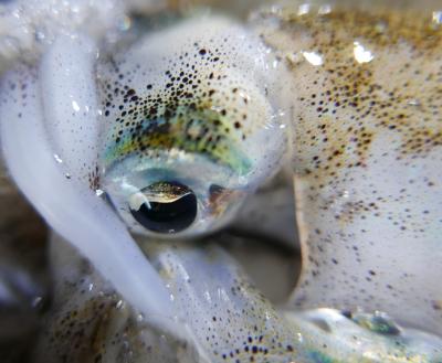 パタヤ生活2020年11月（下）☆イベント多いパタヤ