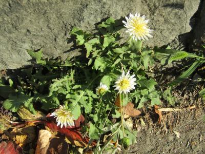 横浜国大付属鎌倉小石垣下の白花タンポポ－2018年秋