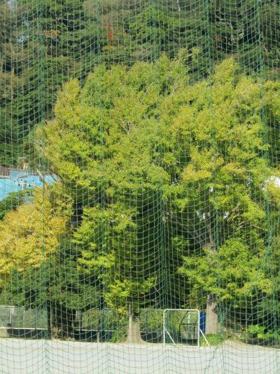 横浜国大付属鎌倉小中の銀杏の木の色付き具合－2020年秋