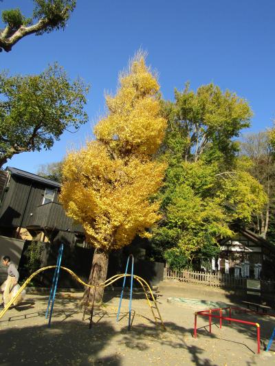白旗神社の銀杏の木々の色付き具合－2020年秋