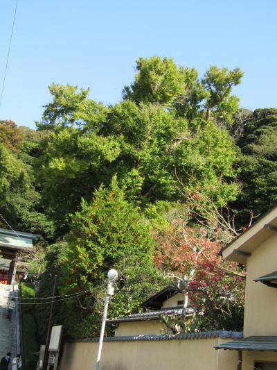 荏柄天神社の銀杏の木の色付き具合－2020年秋