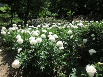 南陽市諏訪神社の芍薬，双松公園の薔薇，熊野大社の風鈴