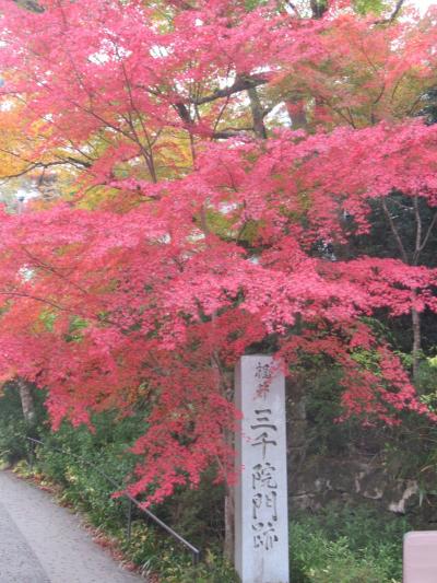 2020年秋　京都　大原三千院・・・  寂光院　久しぶりにめぐり会えた京都の紅葉です。