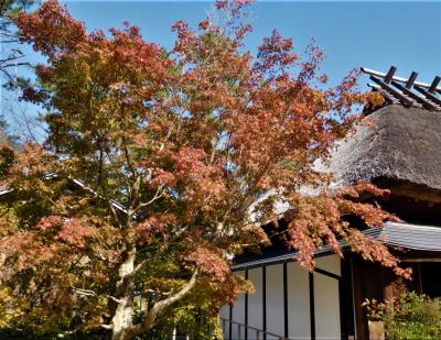 ２０２０年１１月　山口県・宇部市　ときわ公園でバラやツワブキ、晩秋のコスモスを見ました。