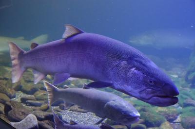 北の大地の水族館　山の水族館　釣りキチ三平で知り憧れたイトウに会いに北海道・温根湯へ