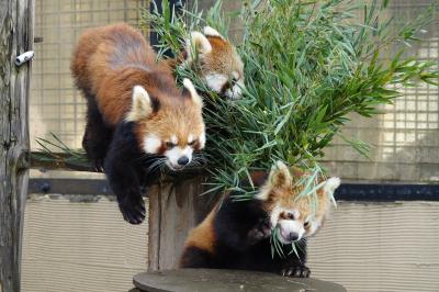 旭山動物園　将来の血統多様化の期待の星！！完全中国血統の双子のおチビちゃんに会いに