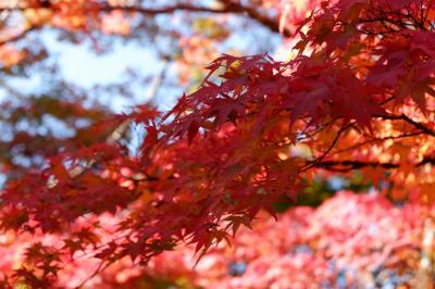 紅葉狩り　～嵐山