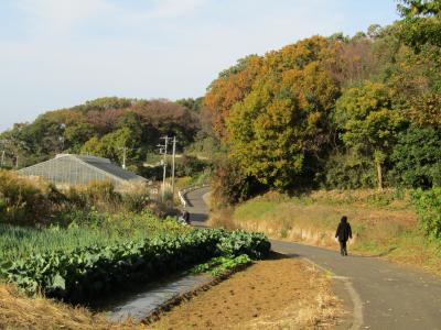 三枚畑の森と三枚畑（横浜市戸塚区舞岡町）