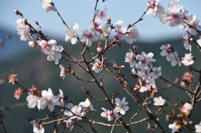 冬桜と紅葉のコラボレーション・桜山公園