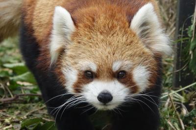 円山動物園　ギンちゃん、リンゴ持ってきたよ・・・遅くりましたが7月に天国に旅立ったギンちゃんに会いに来ました