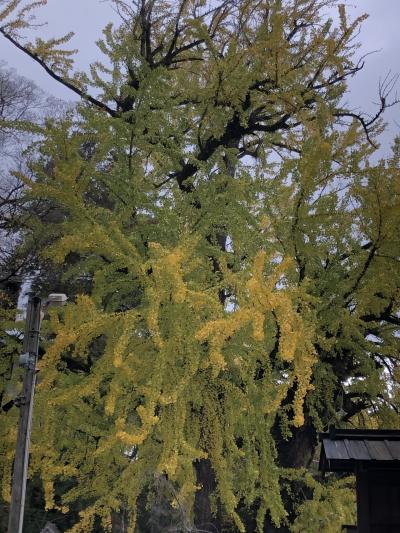 サンライズ瀬戸とうどん修行・・・静かーに瀬戸内海と太平洋はどちらが偉いか考える