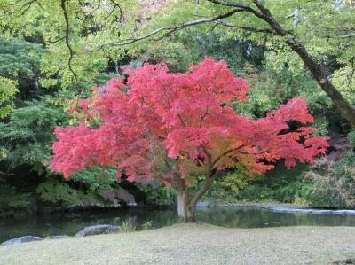 晩秋の大阪万博記念公園　自然文化園で「紅葉三昧のひと時」を過ごす。（2020）