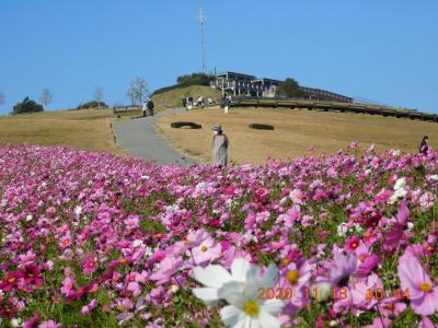 2020年　令和2年11月　コスモスが満開の淡路島に行って来ました。