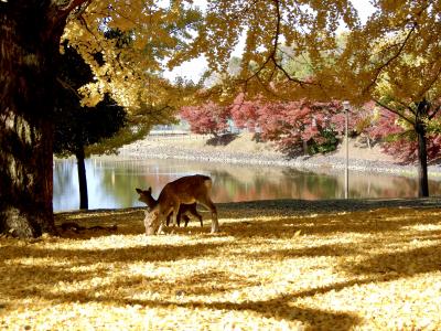 金色に輝く銀杏の絨毯と鹿☆奈良公園の秋は黄色です♪