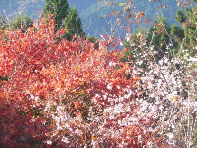 城峰公園の10月桜と紅葉