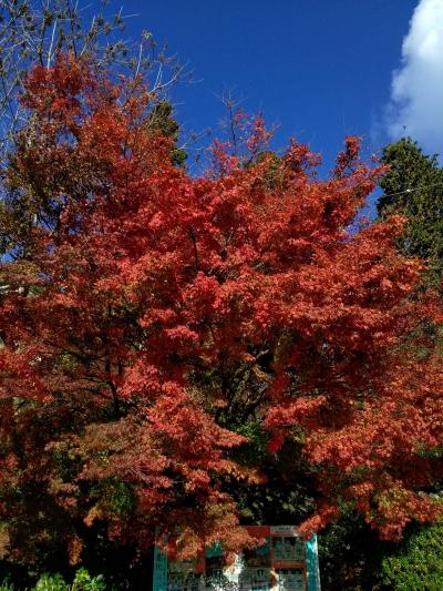 菩提寺の両子寺に参拝し境内を染める紅葉を見てきました(^-^*)