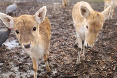 ’19夏休み 家族で行く真冬のニュージーランド【固有種に会える動物園ウィロウバンク 南島クライストチャーチ後編7/31午後～8/1朝⑩】