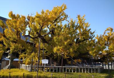 京都　西本願寺の見事な大銀杏!目指して歩こう♪