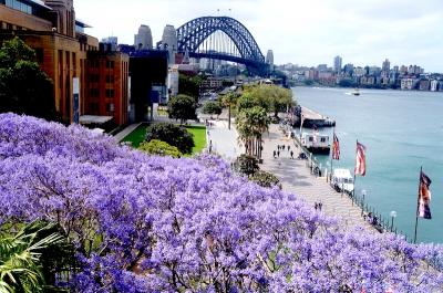 春のシドニーで旬の花見 桜とジャカランダ (Japanese cherry blossom & Jacaranda in Sydney)