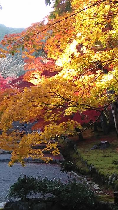 嵯峨嵐山、二尊院の紅葉&#127809;