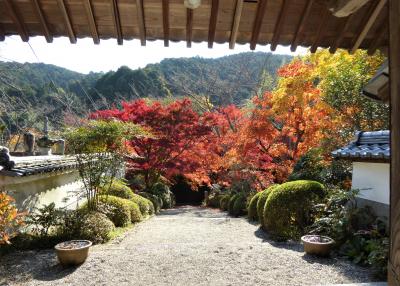 大阪南部をブラブラ・・・紅葉真っ盛りの寺巡り♪　