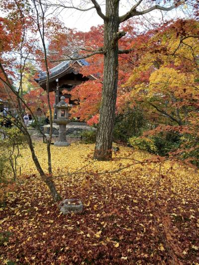 嵯峨野、高雄で紅葉狩り