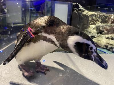 すみだ水族館　さんぽ