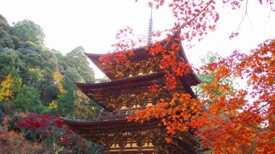 湖東三山(西明寺)の紅葉と金剛苑