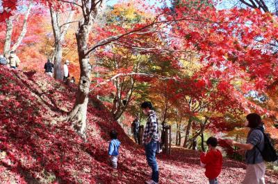 宍粟市の原不動滝と最上山公園へ紅葉狩りに出かけて来ました