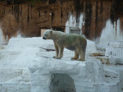 コロナ自粛で癒しを求めて天王寺動物園に行ってみた