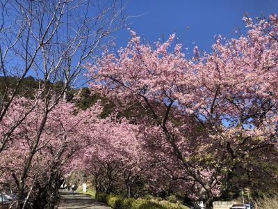 河津の桜と木下のしだれ梅と伊良湖の菜の花