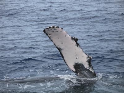 OverbookingのコンドWhaler 滞在