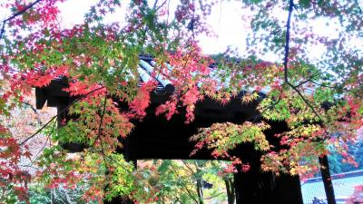 シニア夫婦温泉旅　武雄温泉＆福岡と佐賀の紅葉を訪ねて①　秋月城跡