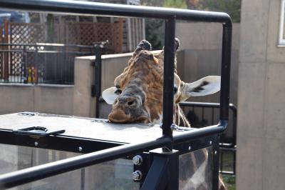 孫たちと旭山動物園に行って、ホテルでお泊り