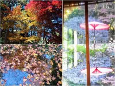 近江へ紅葉狩り　日吉大社・旧竹林院・石山寺