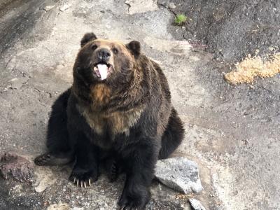 登別クマ牧場