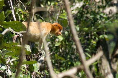 テングザル（Proboscis Monkey）を探しにブルネイへ