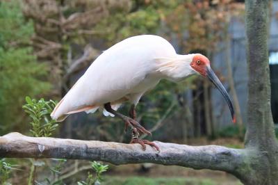 佐渡まで行かなくとも朱鷺に逢えるいしかわ動物園