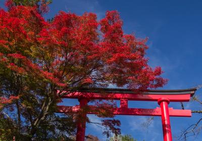 2019晩秋　初めての高尾山登山