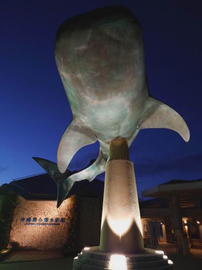 念願の美ら海水族館へ。