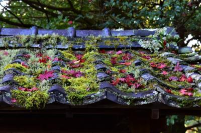 朝観光（32-2） 京都の紅葉（滋賀県大津市）