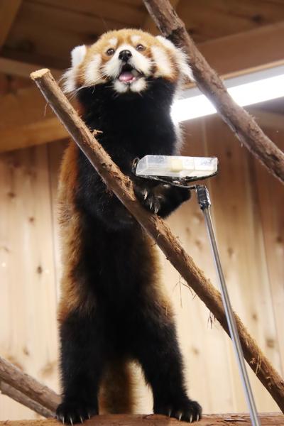 車デビューの富士サファリと伊豆リベンジ遠征（５）伊豆シャボテン動物公園：リベンジできたレッサーパンダのリンゴのエサやりタイム