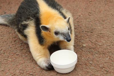 車デビューの富士サファリと伊豆リベンジ遠征（６）伊豆シャボテン動物公園：ケイくん授乳タイム優先でショーあきらめる＆リベンジできたボートツアー