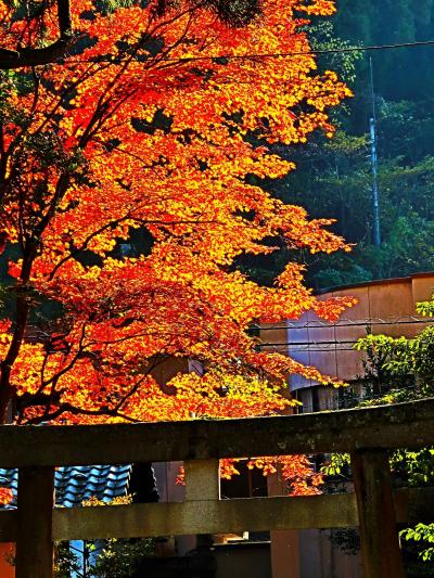 福井県-2　越前市b　紙祖神を祀った-岡太神社　秋色深く　☆手漉き和紙の技術-川上御前の伝説