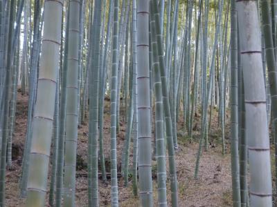 大高緑地の竹林を散策。かぐや姫も賢人もいなかった。