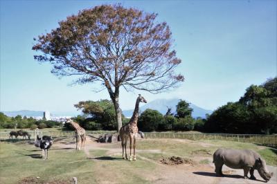 コアラ舎が印象的　平川動物公園