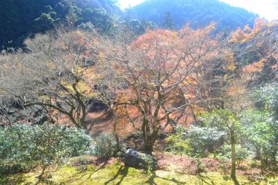 今年の京都の紅葉（その2）高山寺・神護寺