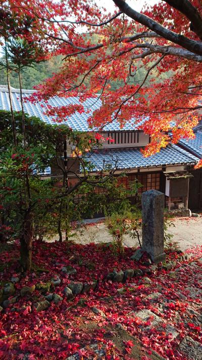 京都の紅葉を初めて見に行きました